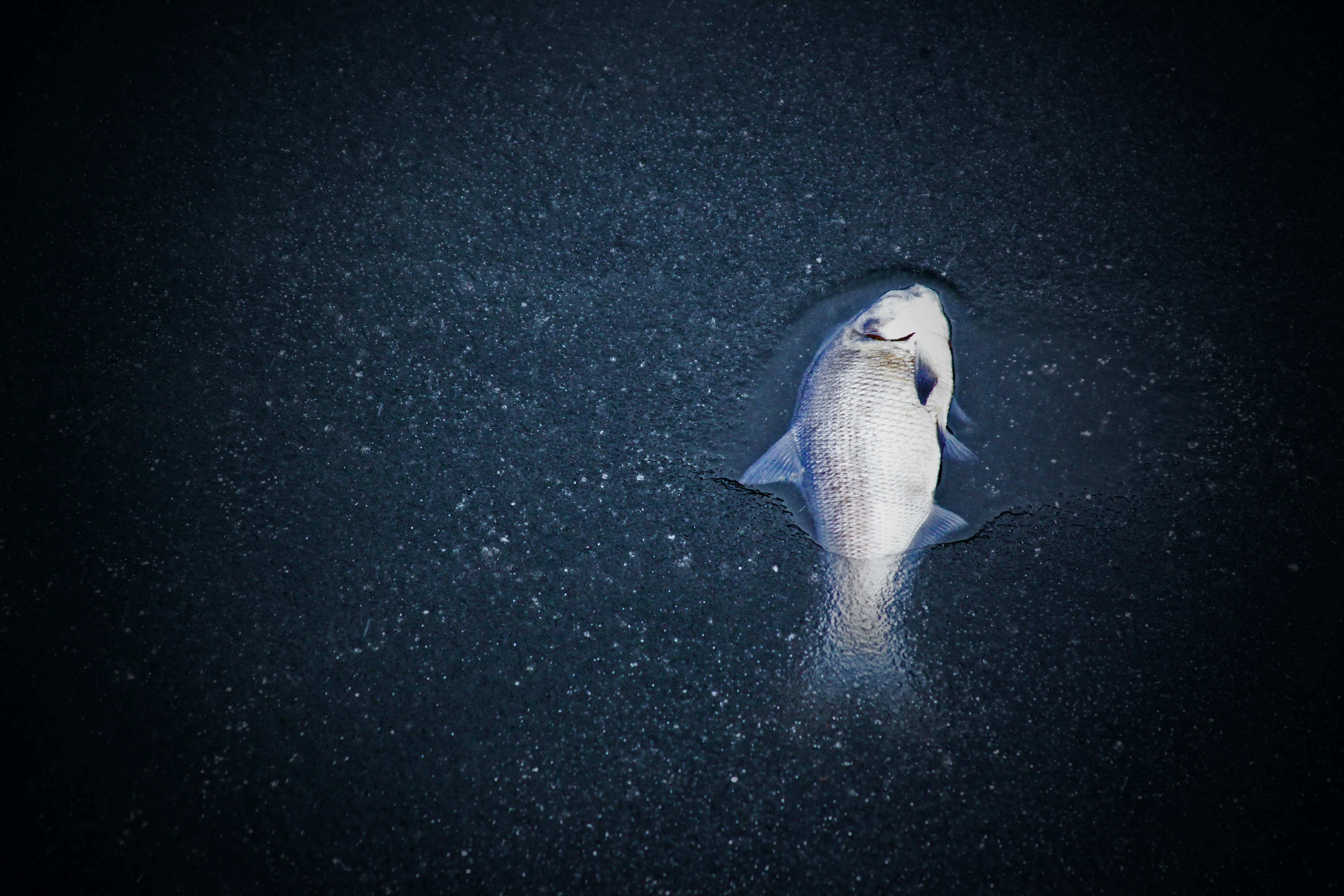 photo of grey pet fish underwater